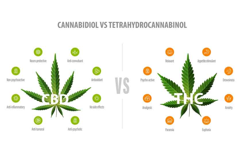 CBD vs THC Chemical Structure at Hopkins Dispensary